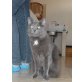3 beinige Natascha-Katzenkenner-Zuhause, Russisch-blau-EKH-Mix? - Katze