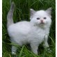 3 bezaubernde Ragdoll Kitten, Ragdoll - Katze