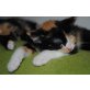 3-färbiges Glückskatzerl - Katze
