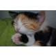 3-färbiges Glückskatzerl - Katze