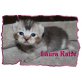 3 reinrassige Bkh Kitten im Puma Look ( black - Katze