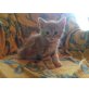 3 rothaarige Kater und 1 schildpatt Katze - Kater