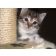 3 süße Babykätzchen zu vergeben - Katze