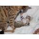 3 süße Bengalkitten, Bengalkatze - Katze