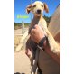 3 süsse Hundewelpen!, Mischlingswelpen! Welpen - Rüde