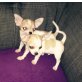 3 süße Welpen, Chihuahua kurzhaariger Schlag - Hündin