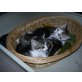 3 super süße Katzenmädchen, EKH - Katze