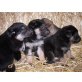 3 unterschiedl. Schäferhunde/Wolfsspitzmixe Welpen - Rüde