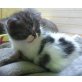 380, Britisch Kurzhaarkatze - Katze