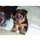 3YORKY-RÜDEN-SUCHEN-LIEBEVOLLES ZUHASUE!!!, Yorkshire Terrier Welpen - Rüde