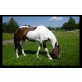 3färbige Warmblutscheckstute - Stute