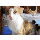 3farbige Flora sucht ein Zuhause - Katze