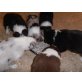 3x, Australian Shepherd Dog Welpen - Rüde