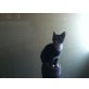 3x junge Katzen, zu verkaufen !!!, Hauskatzen - Katze