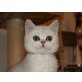 4 BKH & Highlander Babys, 12 Wo, geimpft, Britisch Kurzhaarkatze - Kater