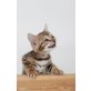 4 Bengalkaterchen und  ein Kätzchen, Bengalkatze - Kater