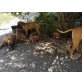 4 Doggen Mädchen vom 10.04.2018 suchen, Deutsche Dogge - Hündin