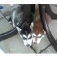 4 Husky Baby . 1 bub (braun)3 mädchen, Siberian Husky - Rüde