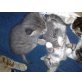 4 Kätzchen , Getigerte Hauskatze Grau - Katze