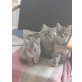 4 Kätzchen, Langhaar und Kurzhaar - Katze