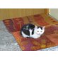 4 Kätzchen frieren - Katze