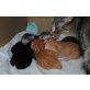 4 Kätzchen suchen neue Kuschelplätze, Europäische Kurzhaarkatze - Katze