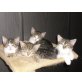 4 Katzenbabys, EKH - Kater