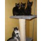4 Katzenbabys, EKH - Katze