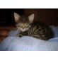 4 Katzenbabys - Kater