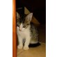 4 Katzenbabys suchen ein neues Zuhause - Katze