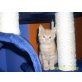 4 Katzenbabys suchen ein zu hause, EKH - Katze