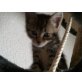 4 Katzenkinder suchen ein Zuhause - Katze