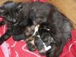 4 Kitten - 1 Kater und 3 Katzen, Norwegische Waldkatze - Katze