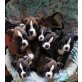 4 Mädchen und 3 Rüden, Boxer Welpen - Rüde