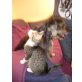 4 Miezen, Europäische Kurzhaarkatze - Kater