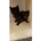 4 Mischlingskitten, Perser - Katze