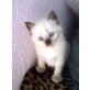 4 Siam-Perser Katzenbabys - Katze