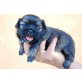 4 kleine Pekinesen, Pekinese Welpen - Rüde