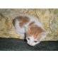 4 süsse Katzenbabys - Kater