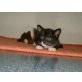 4 süße Katzenbabys - Katze