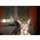 4 süße katzenbabys sofort abzugeben - Katze