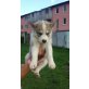 4 weibchen und 3 rüden, samojede-husky Edelmischung - Hündin