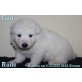 4 weisse langhaar Schäferhund Welpen ( Rüden  Welpen - Rüde