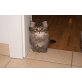 4 wunderschöne Kitten suchen noch ein Zuhause, Perser mit Nase - Katze