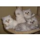 4 zuckersüße Wölkchen, Perser - Katze