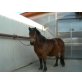 5 J. Ponystute - Stute