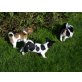 5 Jack Rassel Welpen, Jack-Russell-Terrier Welpen - Hündin
