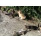 5 Katzenbabys zu verschenken - Katze