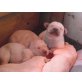 5 Labradorwelpen, Labrador Retriever Welpen - Rüde