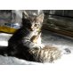 5 Mix Kitten - Katze